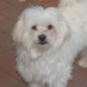 Photo of Benny