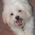 Photo of Benny
