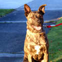 Photo of Brodie