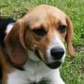 Photo of Daisy
