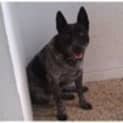 Photo of Sheila *Adoption In Progress*