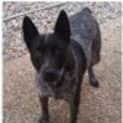 Photo of Sheila *Adoption In Progress*