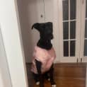 Photo of Banjo