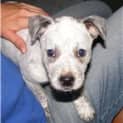 Photo of Ziggy