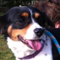 Photo of Bertie