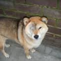 Photo of Shibi