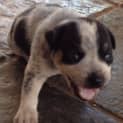 Photo of Spot (D2206)
