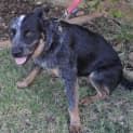 Photo of Marnie (D2211)