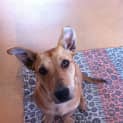 Photo of Sun Bear Av210 *Urgent In The Shelter*