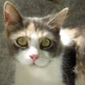Photo of Mischa
