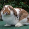Photo of Buggs Desexed And Vaccinated