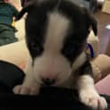 Photo of Chase   8 Week Old Husky X Bull Arab (Trial)
