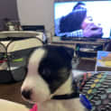 Photo of Chase   8 Week Old Husky X Bull Arab (Trial)