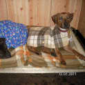 Photo of Charlie  Adopted!!! Good Luck B