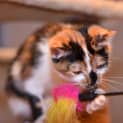 Photo of Honeycomb **2nd Chance Cat Rescue**
