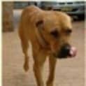 Photo of Dozer