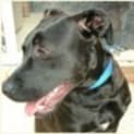 Photo of Stella ***On Hold***