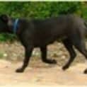 Photo of Stella ***On Hold***
