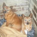 Photo of Sprocket & Pee Wee   Male & Female (Together)