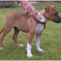 Photo of Bowser