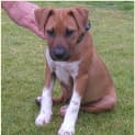 Photo of Bowser