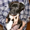 Photo of Violet