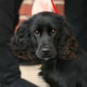 Photo of Chester