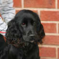 Photo of Chester