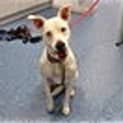 Photo of Pound Puppy Needs Foster Care This Weekend