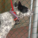 Photo of Urgent Foster Care Needed..By Thursday Pm 30th