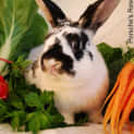 Photo of Checkers  Desexed And Vaccinated