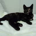 Photo of Molly