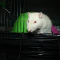 Photo of Mr Nibbles