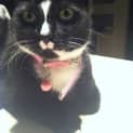 Photo of Slinky Malinky