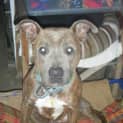 Photo of Murphy