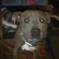 Photo of Murphy
