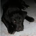 Photo of Sooty