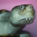 Photo of Shelly