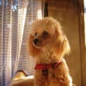 Photo of Pierre