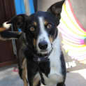 Photo of Oscar