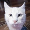Photo of Charlie