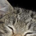 Photo of Lily