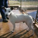 Photo of Pablo (On Trial 16/10/12)