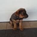 Photo of Av228 * Adoption Pending*