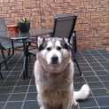 Photo of Princess   Currently Trialling A New Home