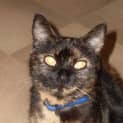Photo of Krystal (On Trial With Her New Family)