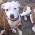 Photo of Pearl And Amber  Beautiful And Obedient Sisters