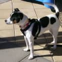 Photo of Snoopy