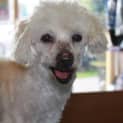 Photo of Sunny