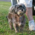 Photo of Smokey